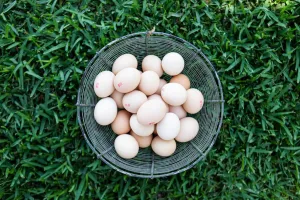 Certified Organic Organigrow Eggs Pasture Raised